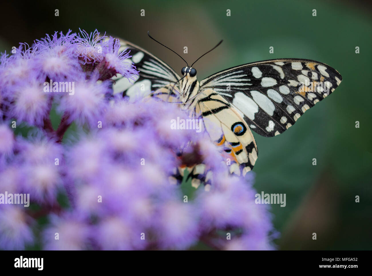 Creme Schmetterling auf buddlea Bush Stockfoto