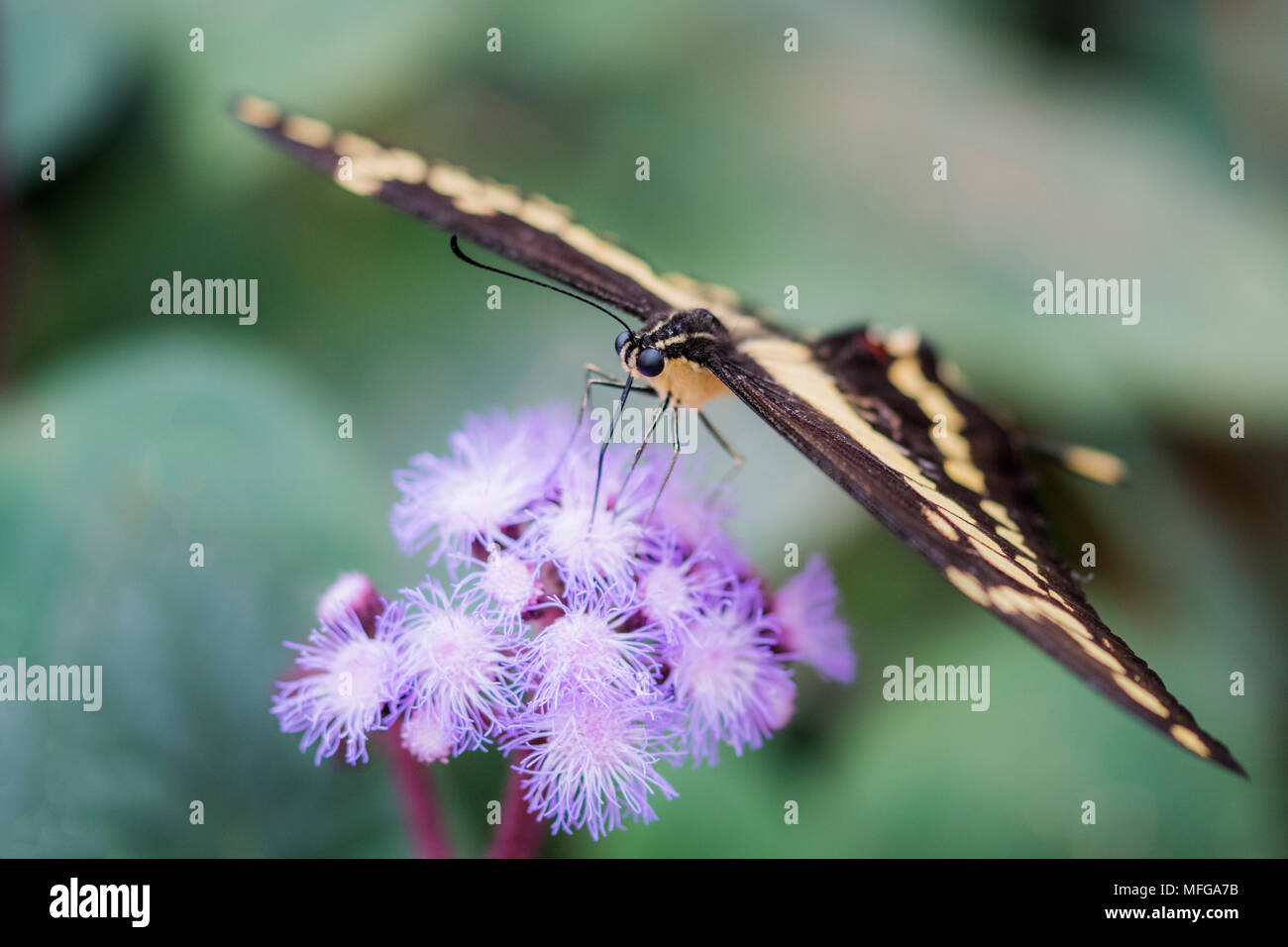 Makro Schmetterling auf Lila Blume Stockfoto