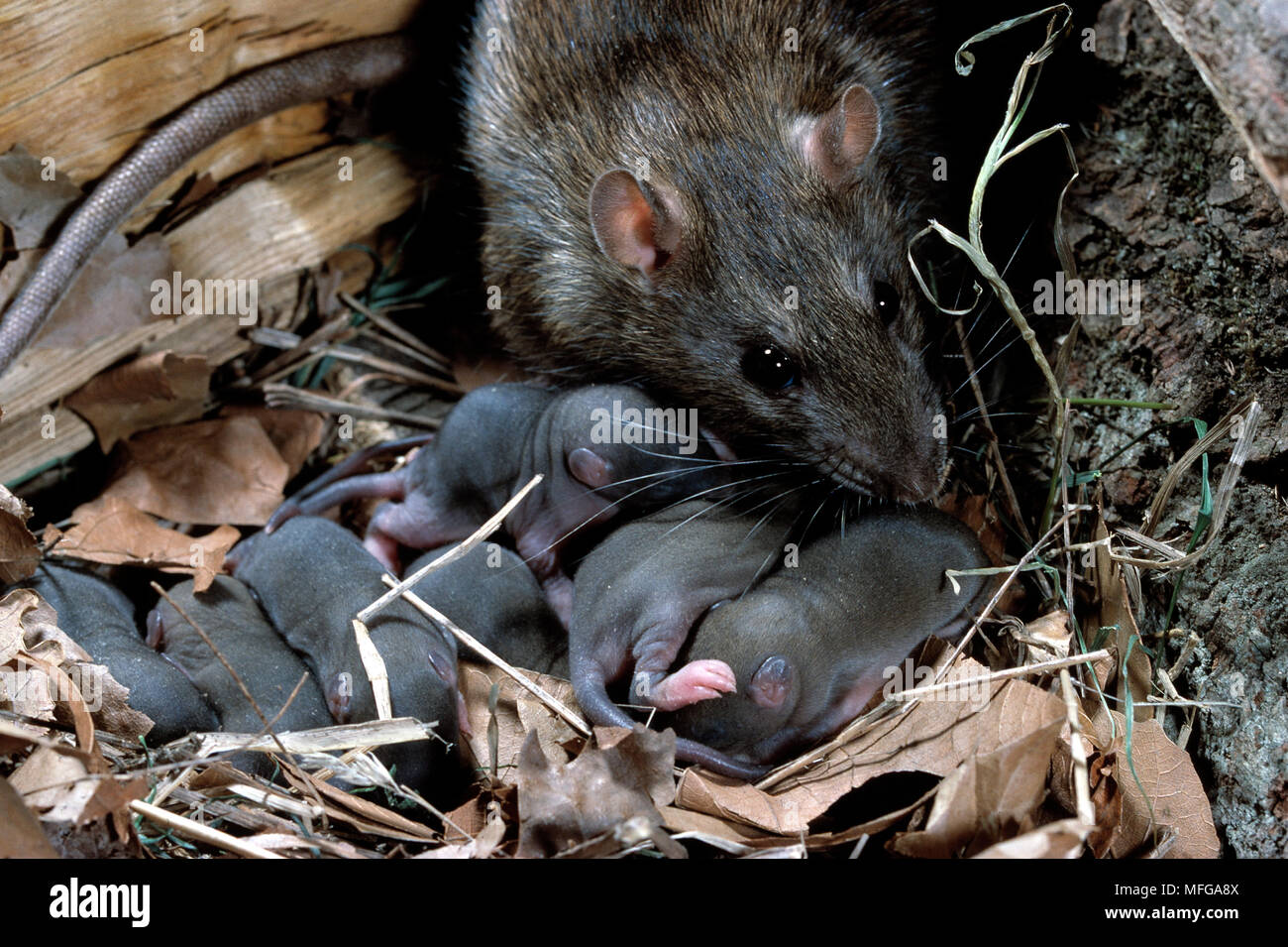 Braune RATTE Rattus norvegicus am Nest mit Wurf junger Stockfoto