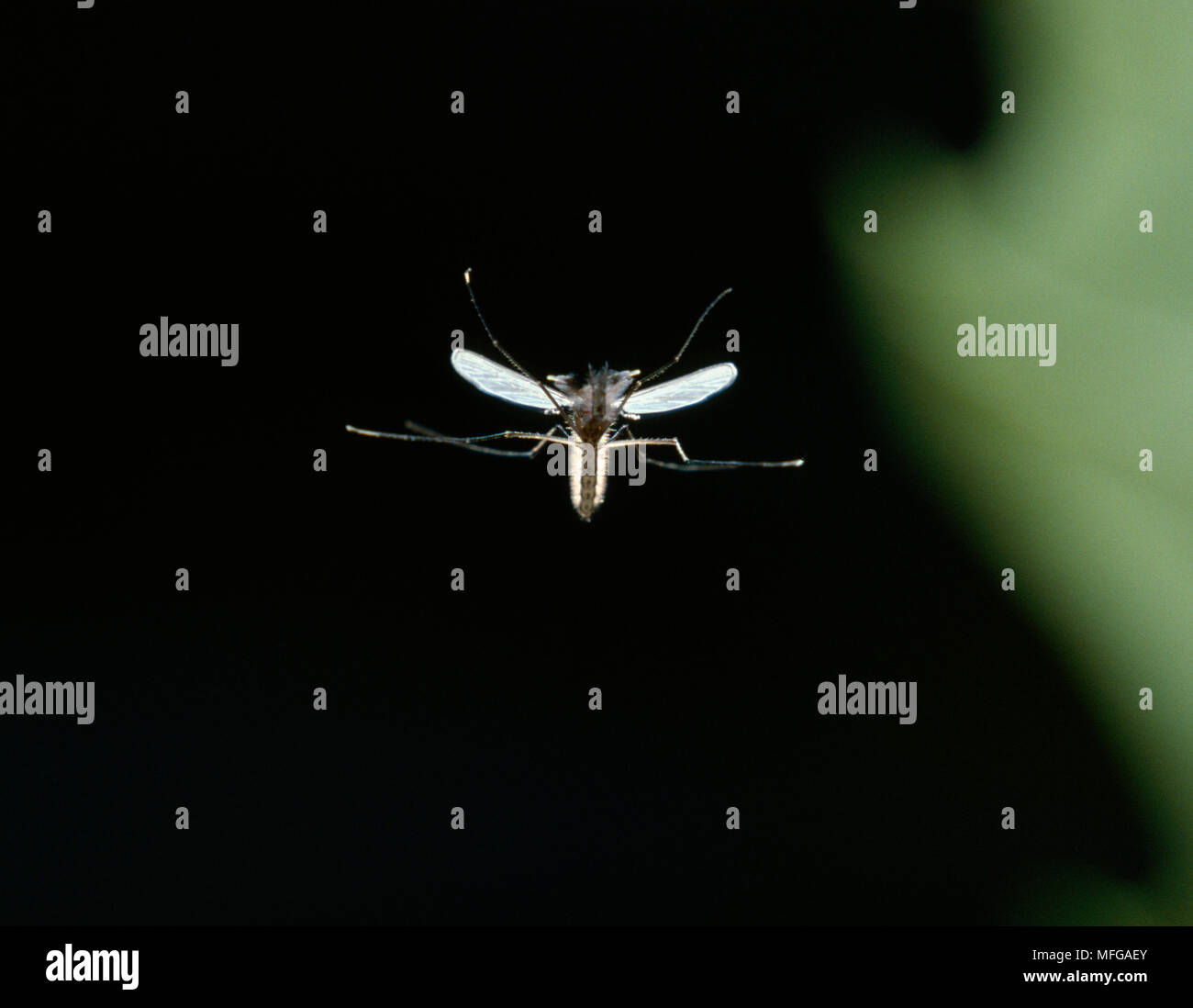 Moskito im Flug Aedes sp. Stockfoto