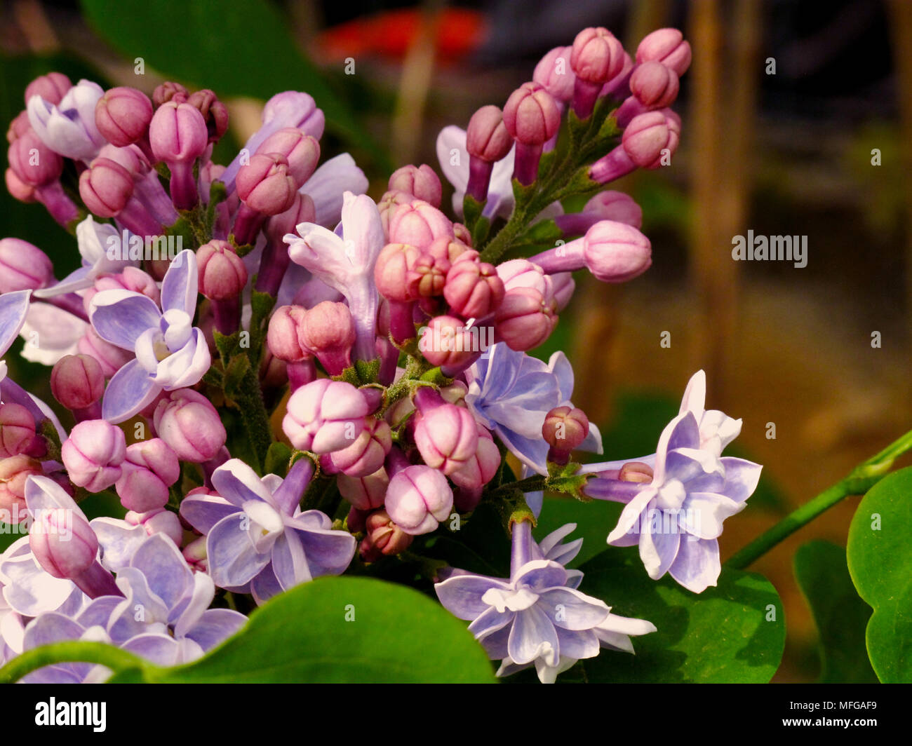 Schöne Blume in Rumänien Stockfoto