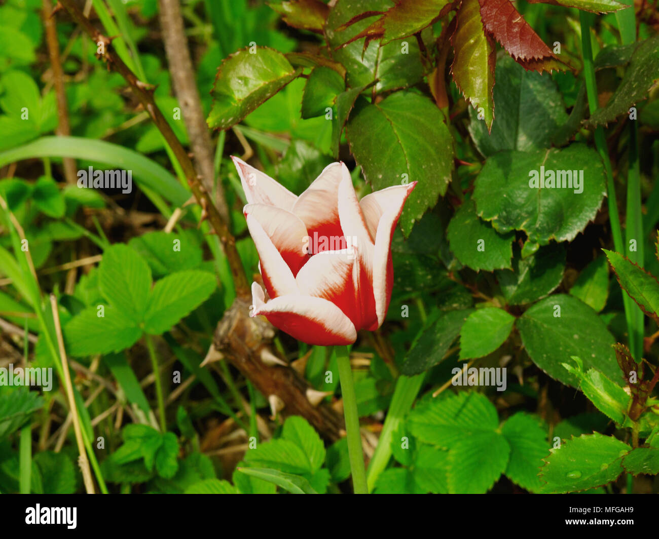 Schöne Blume in Rumänien Stockfoto