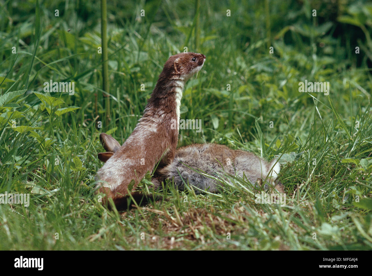 Hermelin Mustela erminea mit Kaninchen Beute Stockfoto
