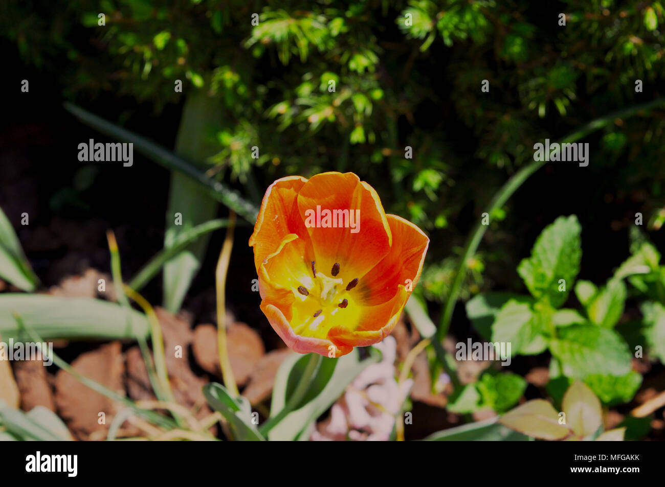 Schöne Blume in Rumänien Stockfoto