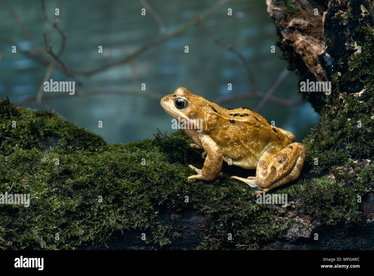 Grasfrosch Rana temporaria auf Moosbedeckten anmelden Stockfoto