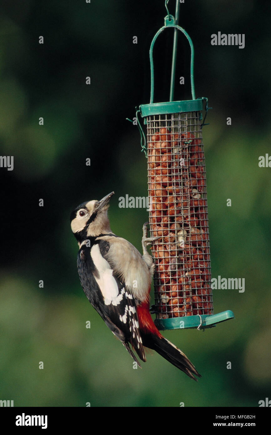 Buntspecht Dendrocopos major auf Garten Vogel - Einzug. Stockfoto