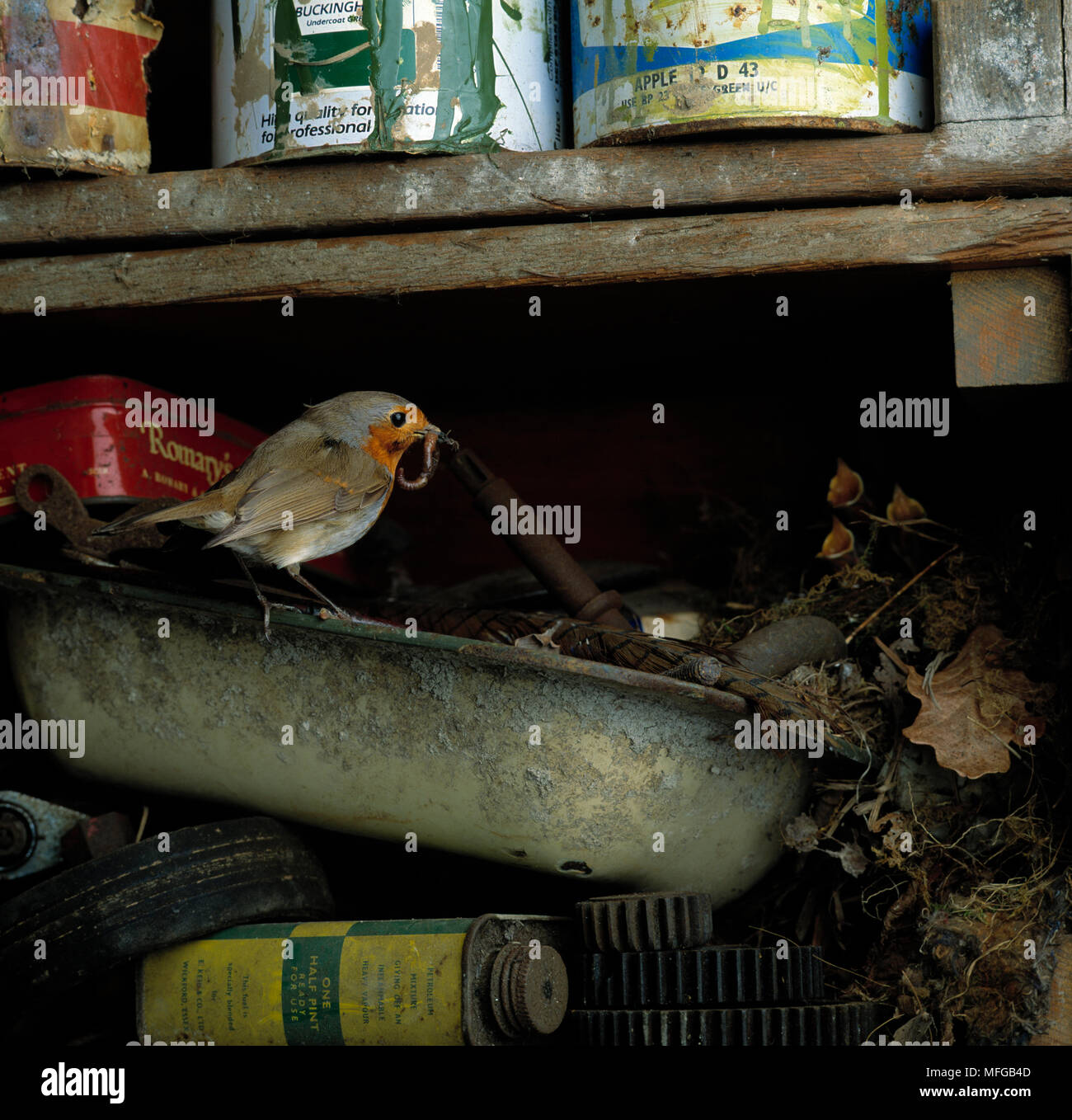 ROBIN Erithacus rubecula füttern Junge im Nest in Gartenhaus Stockfoto