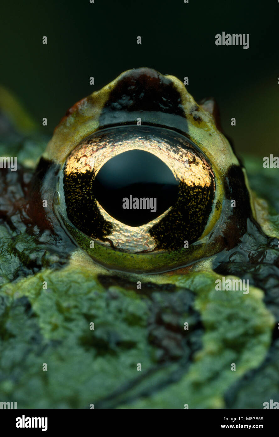 HORNED FROG Auge Ceratophrys ornata Stockfoto