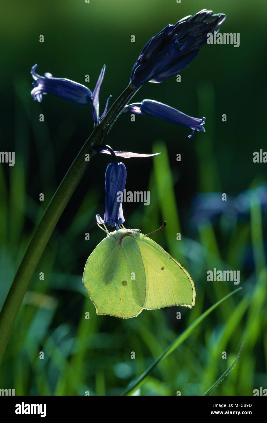 Zitronenfalter Gonepteryx rhamni auf Bluebell Stockfoto