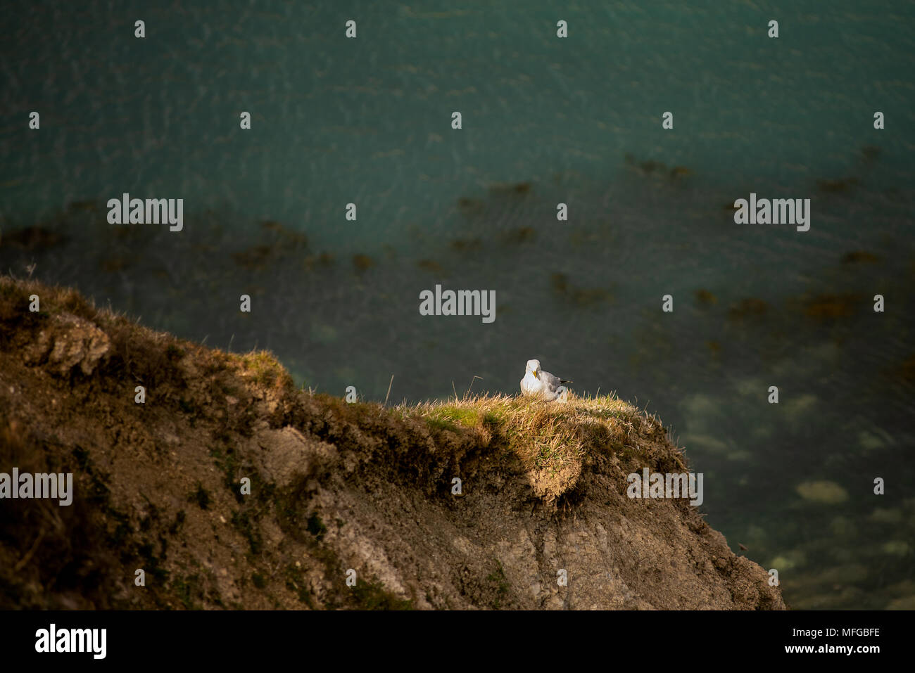 Eine Möwe thront auf einem grasbewachsenen Klippe mit Blick auf das Meer im Hintergrund. Stockfoto