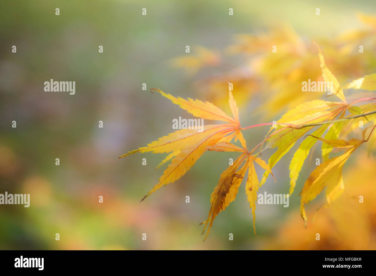 Goldener Herbst Blätter in Westonbirt Areborteum genommen Stockfoto