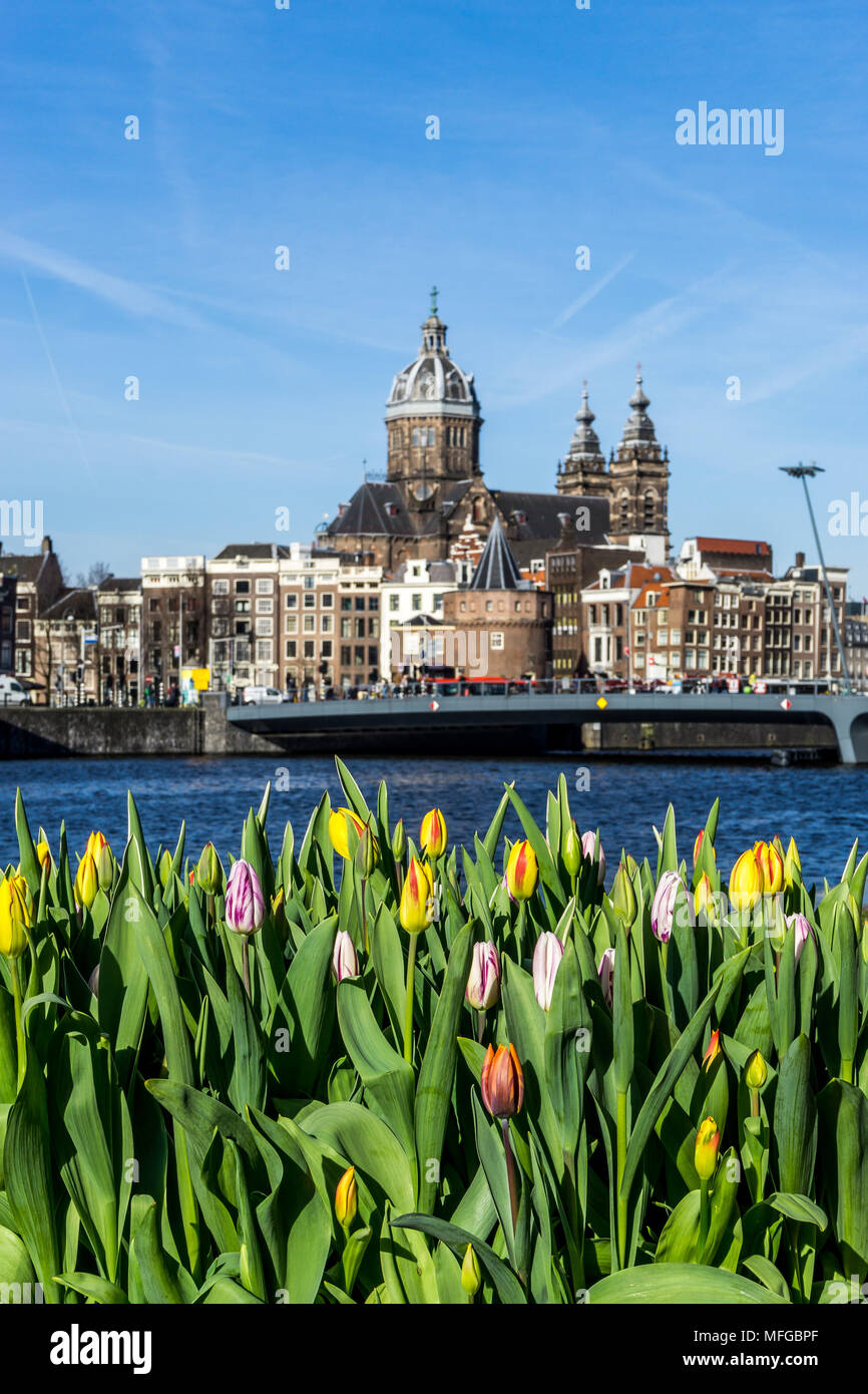 Tulpen im Vordergrund der offenen havenfront, oosterdok mit der Kirche des Heiligen Nikolaus im Hintergrund, Amsterdam, Niederlande, Europa. Stockfoto