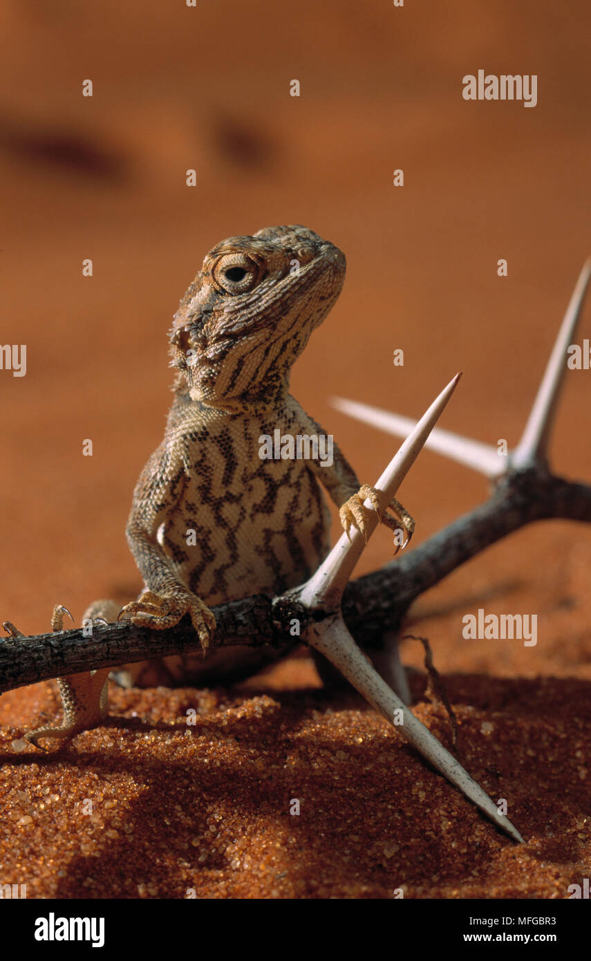 Stachelige echse Agama agama aculeata Kalahari Gemsbok National Park, Südafrika. Stockfoto