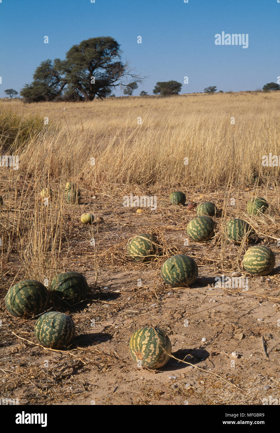 Melonen TSAMMA Citrellus lanatus Kalahari Gemsbok Nationalpark, Südafrika Stockfoto