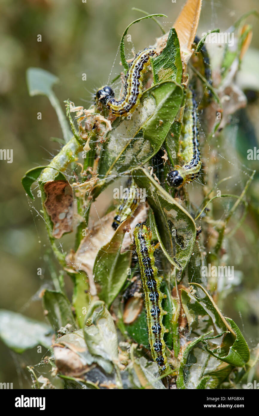 Nahaufnahme von grünen Raupen auf einem Zweig, Larve des Buchs Motte (Cydalima perspectalis), invasive Arten, Ungeziefer vernichtet Gärten und Parks Stockfoto