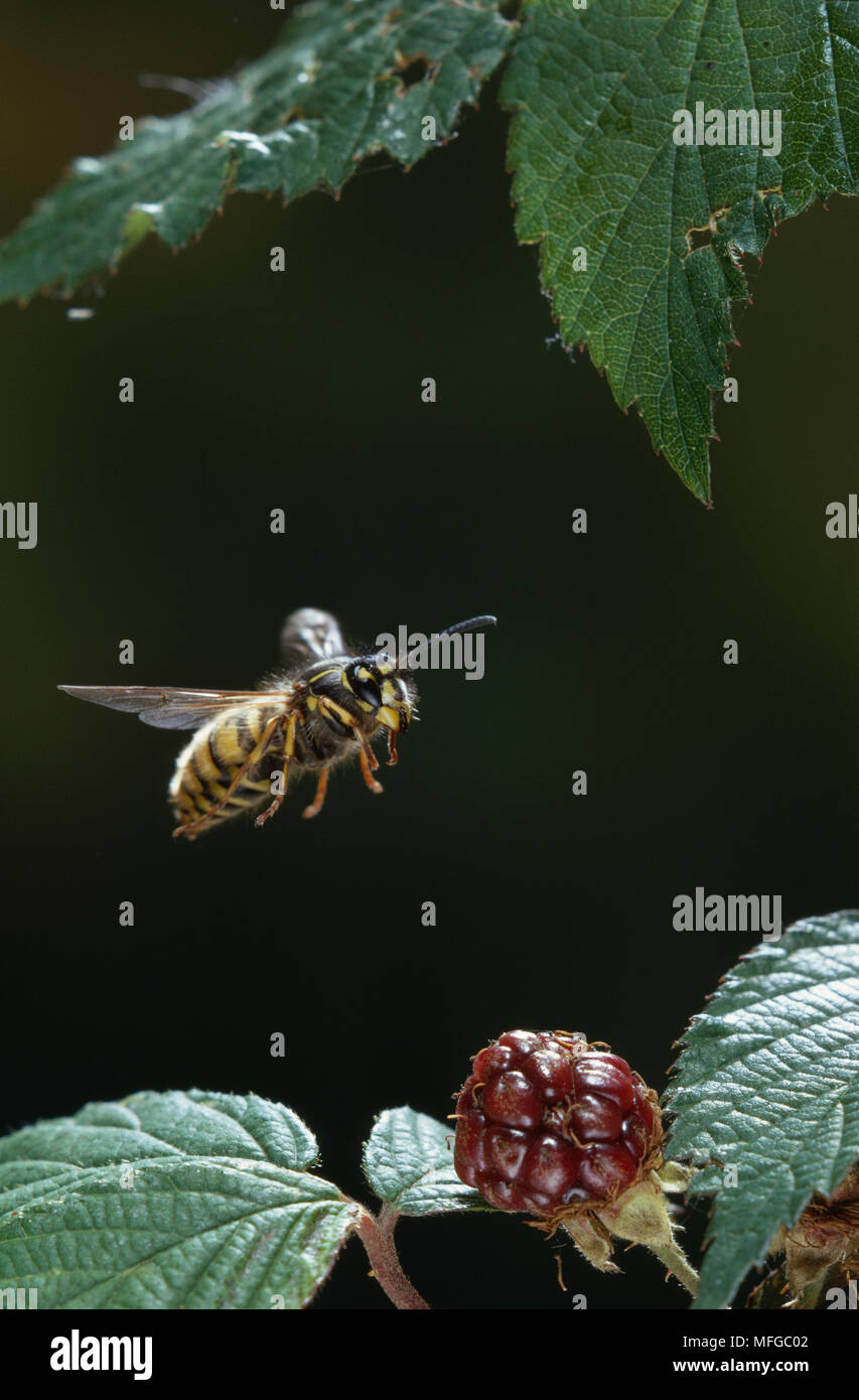 Gemeinsame WESPE Vespula vulgaris im Flug über Blackberry Stockfoto