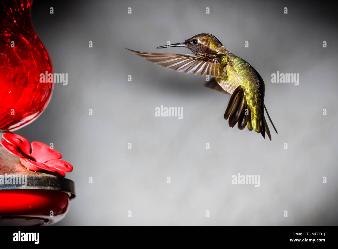 Hummingbird schweben im Flug zu einem Hinterhof Nektar Feeder in einem Hinterhof in Südkalifornien, USA Stockfoto