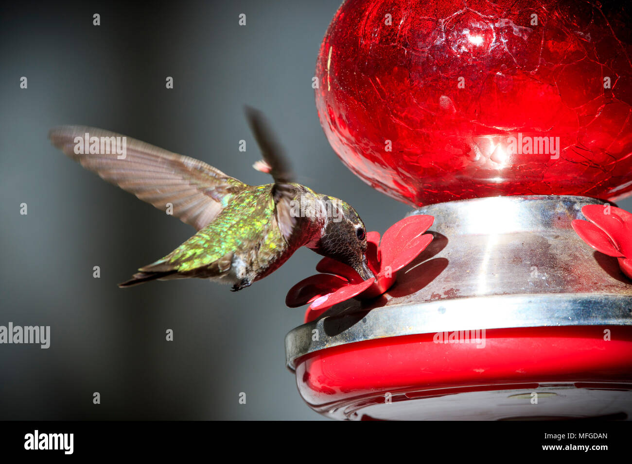 Nahaufnahme von einem Kolibri Fütterung von einem Hinterhof Nektar Feeder in einem Hinterhof in Südkalifornien, USA Stockfoto