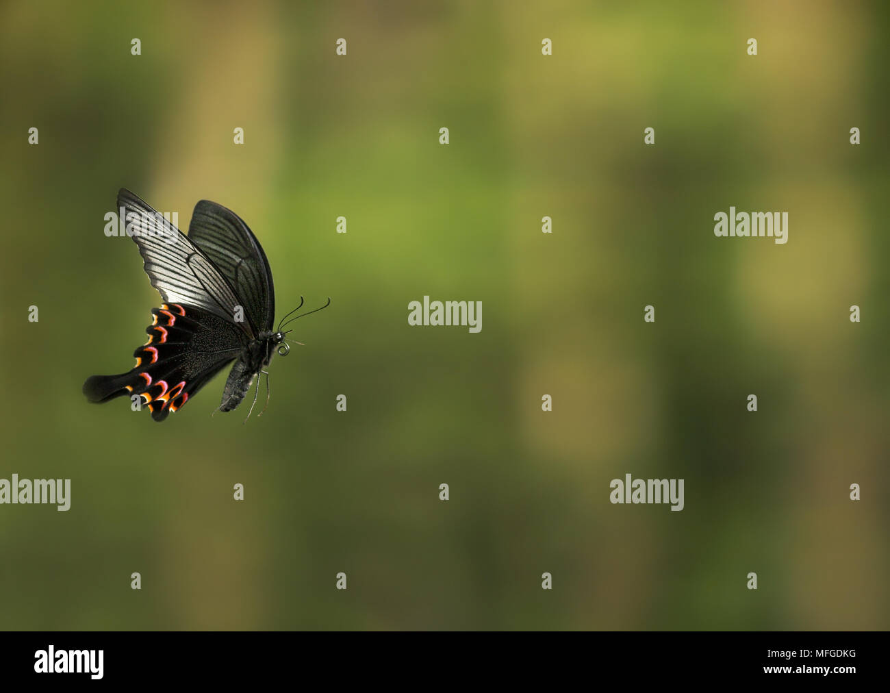 Schwalbenschwanz Schmetterling im Flug Papilio syfanius Asien. Stockfoto