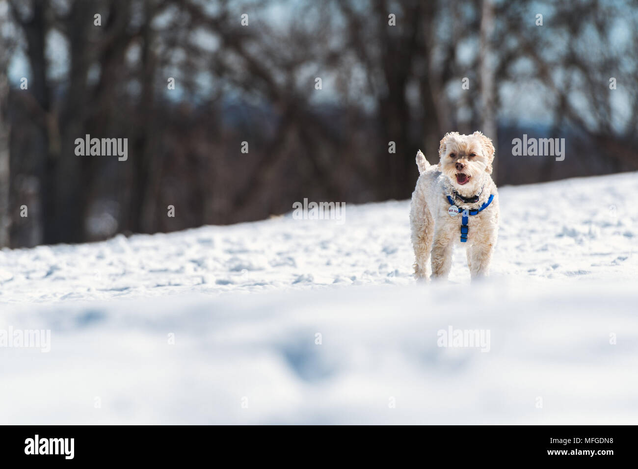 Ein Hund im Schnee am Arnold Arboretum läuft von der Harvard University,  Boston, Massachusetts Stockfotografie - Alamy