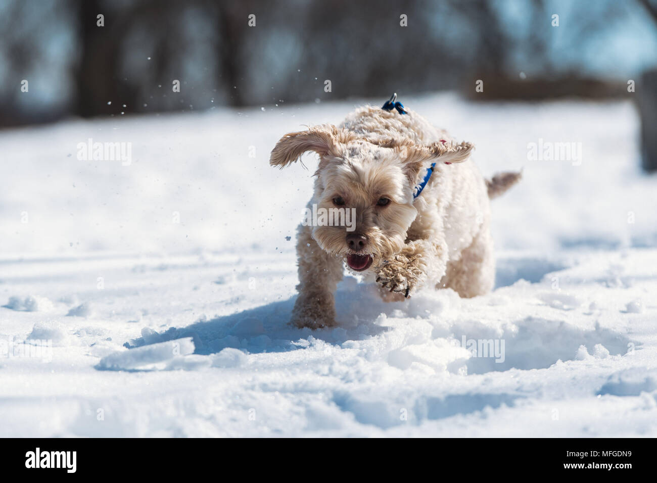 Ein Hund im Schnee am Arnold Arboretum läuft von der Harvard University, Boston, Massachusetts Stockfoto