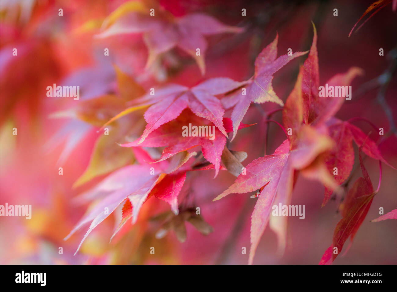 Soft Focus rosa Schattierungen der Blätter im Herbst Stockfoto