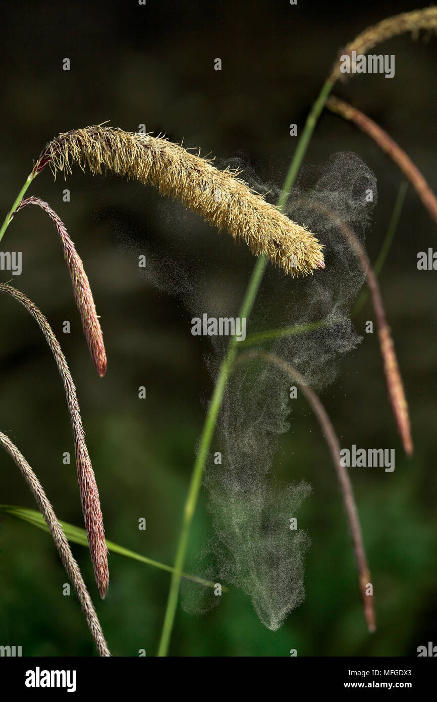 Pollenflug HÄNGEND SEGGE Carex pendula UK. Stockfoto