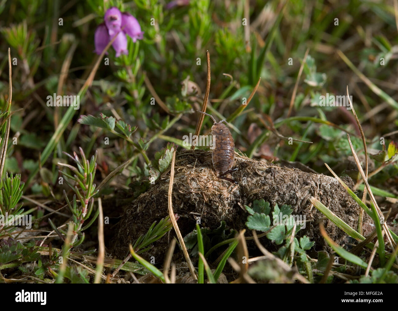 Geldbeutel WEB SPIDER Atypus affinis Fang woodlouse (Hinweis Reißzähne durchdringende Geldbeutel-Web) Atypidae UK Stockfoto