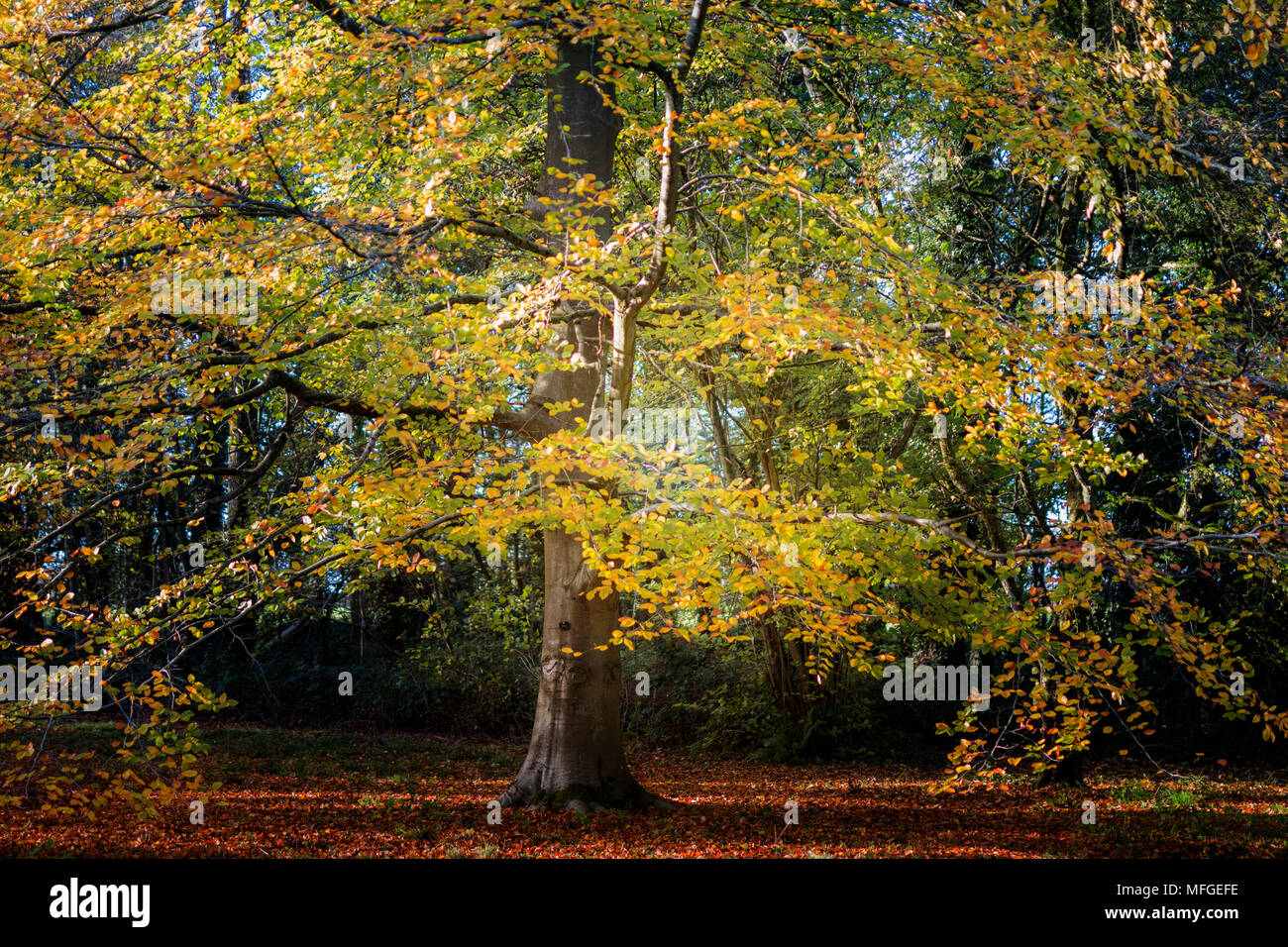 Weiche Herbst Licht durch Bäume Stockfoto