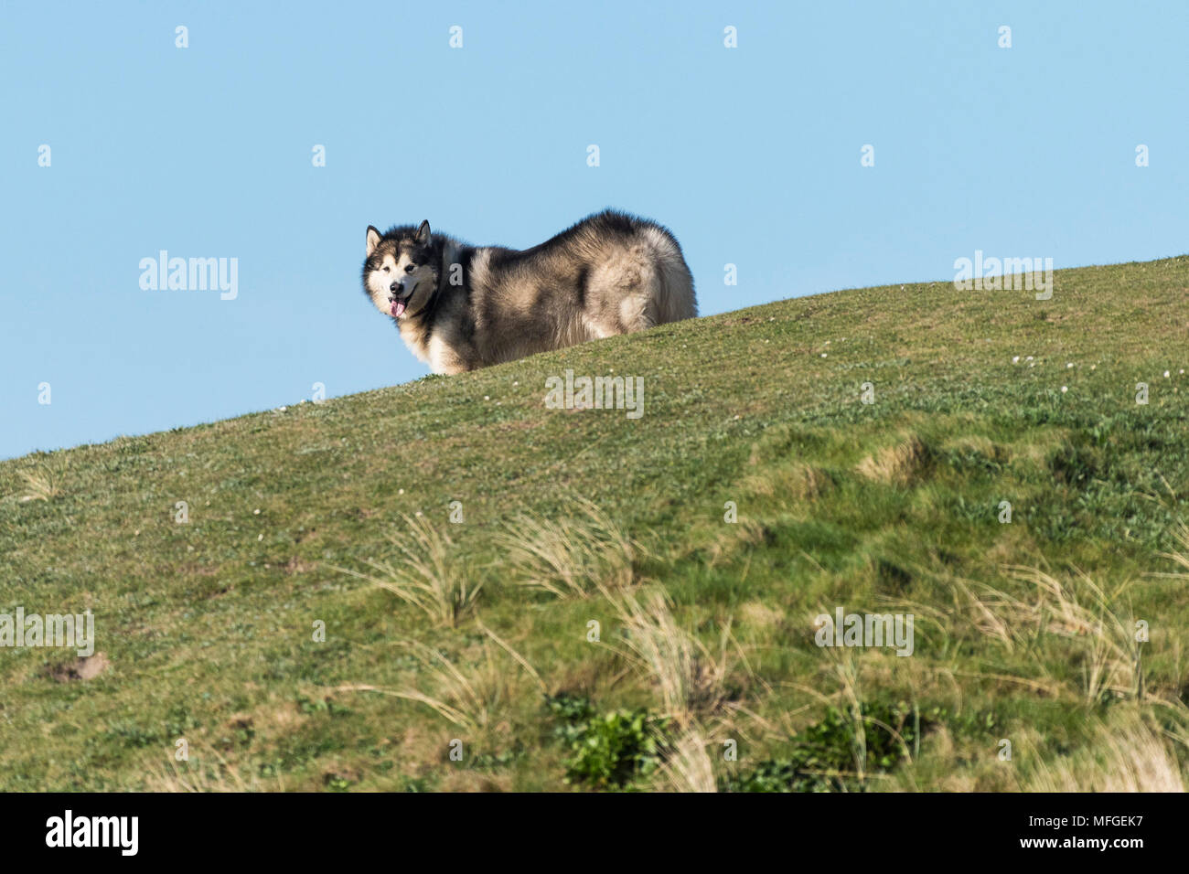Ein Alaskan Malamute Canis Lupus Familiaris steht auf einem kleinen Hügel. Stockfoto