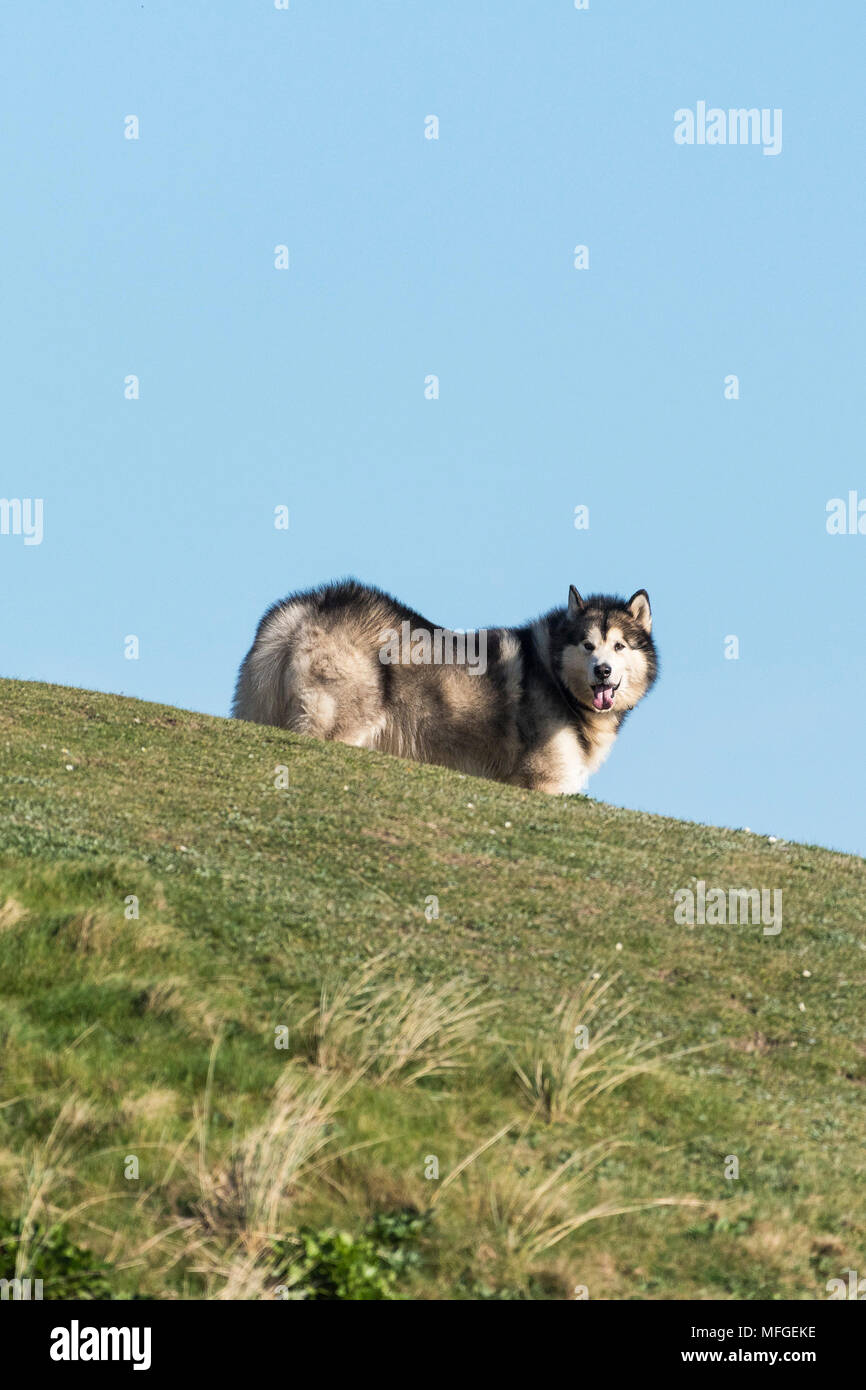 Ein Alaskan Malamute Canis Lupus Familiaris steht auf einem kleinen Hügel. Stockfoto