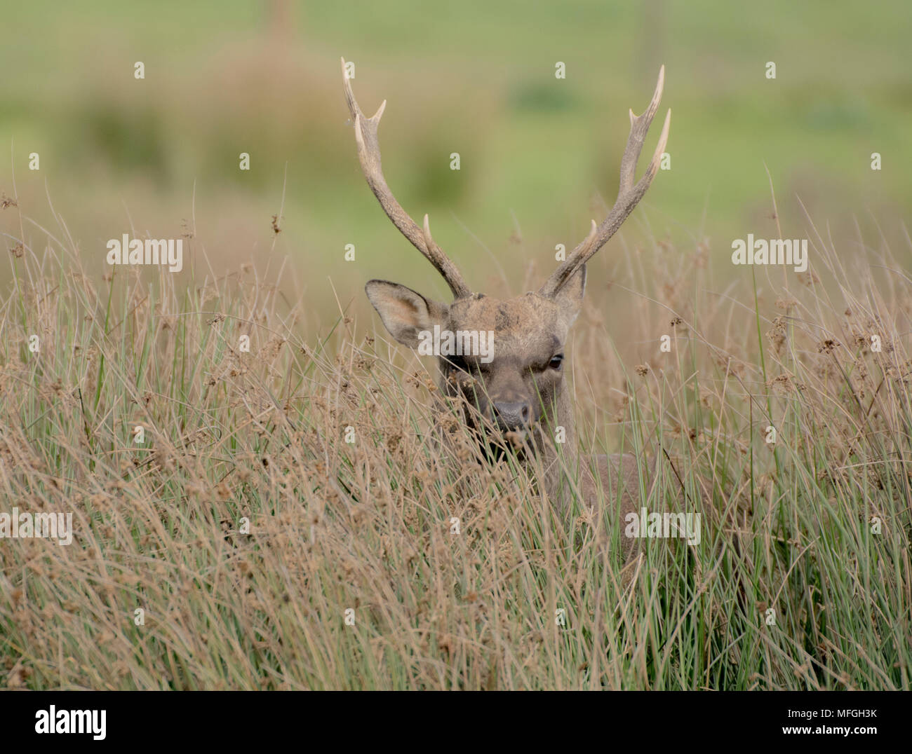 Eine wilde Sika Hirsch durch das lange Grass suchen Stockfoto
