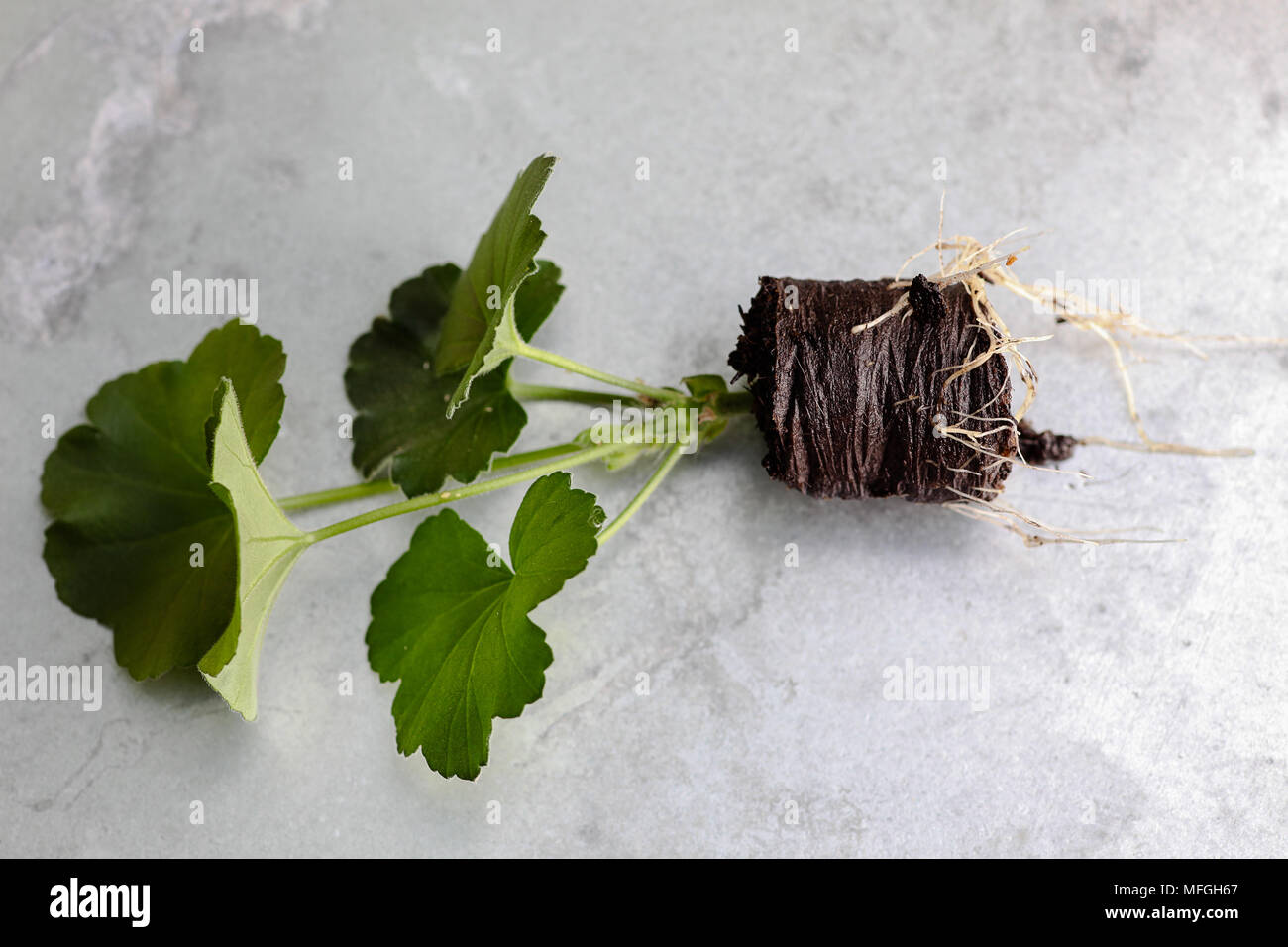 Ein geranium Schneiden wachsen in Torf mit Wurzeln zeigen. Stockfoto