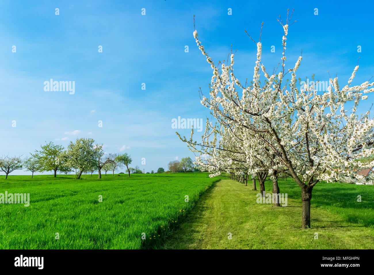 Blühende Kirschbäume, Prunus avium, im Einklang in der Natur an einem schönen, sonnigen Tag Frühling, Kopieren, Elsass, Frankreich. Stockfoto
