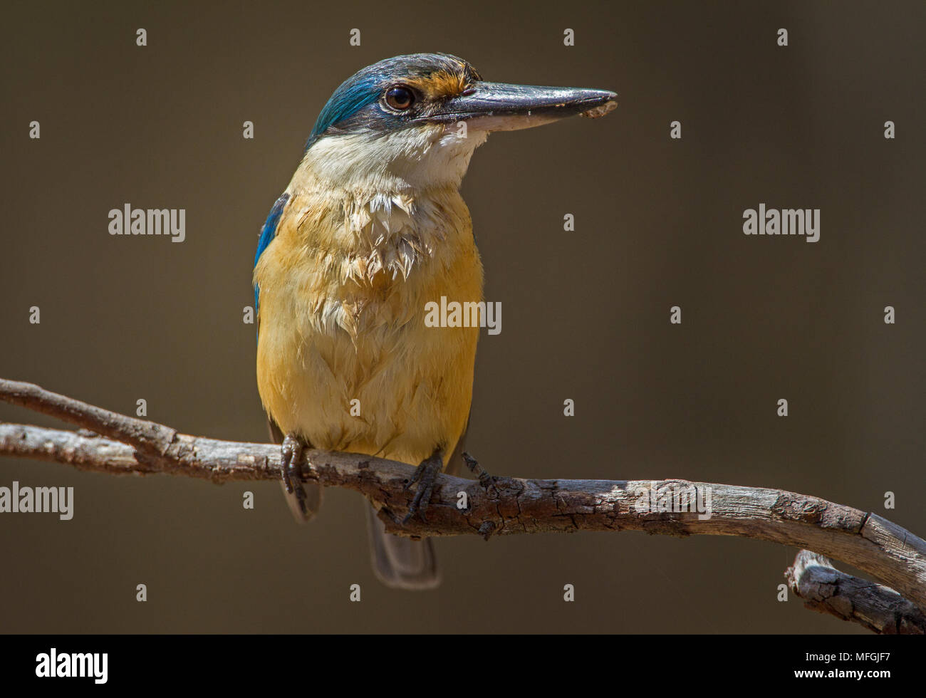Heilige Kingfisher (Todiramphus sanctus), Fam. Imbota Halcyonidae, Naturschutzgebiet, New South Wales, Australien Stockfoto