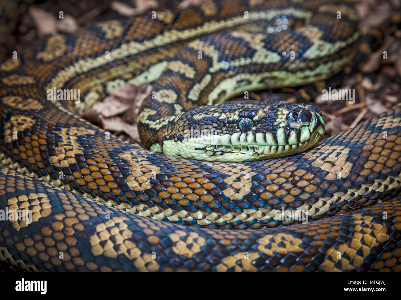 Teppichpython (Morelia spilota Variegata), Fam. Boidae, washpool National Park, New South Wales, Australien Stockfoto