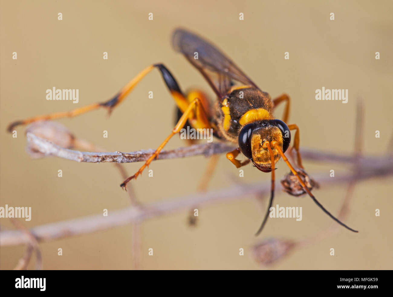 Schlamm Dauber Wasp (Sceliphron spp.), Fam. Mulyangarie Sphecidae, Station, South Australia, Australien Stockfoto