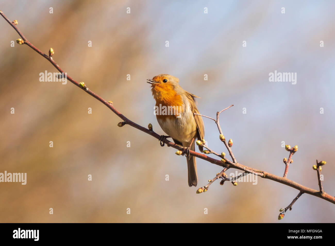 Europäische Robin (Erithacus Rubecula) Vogel singen in Sonnenstrahlen Sonnenlicht während der Paarungszeit im Frühling. Stockfoto