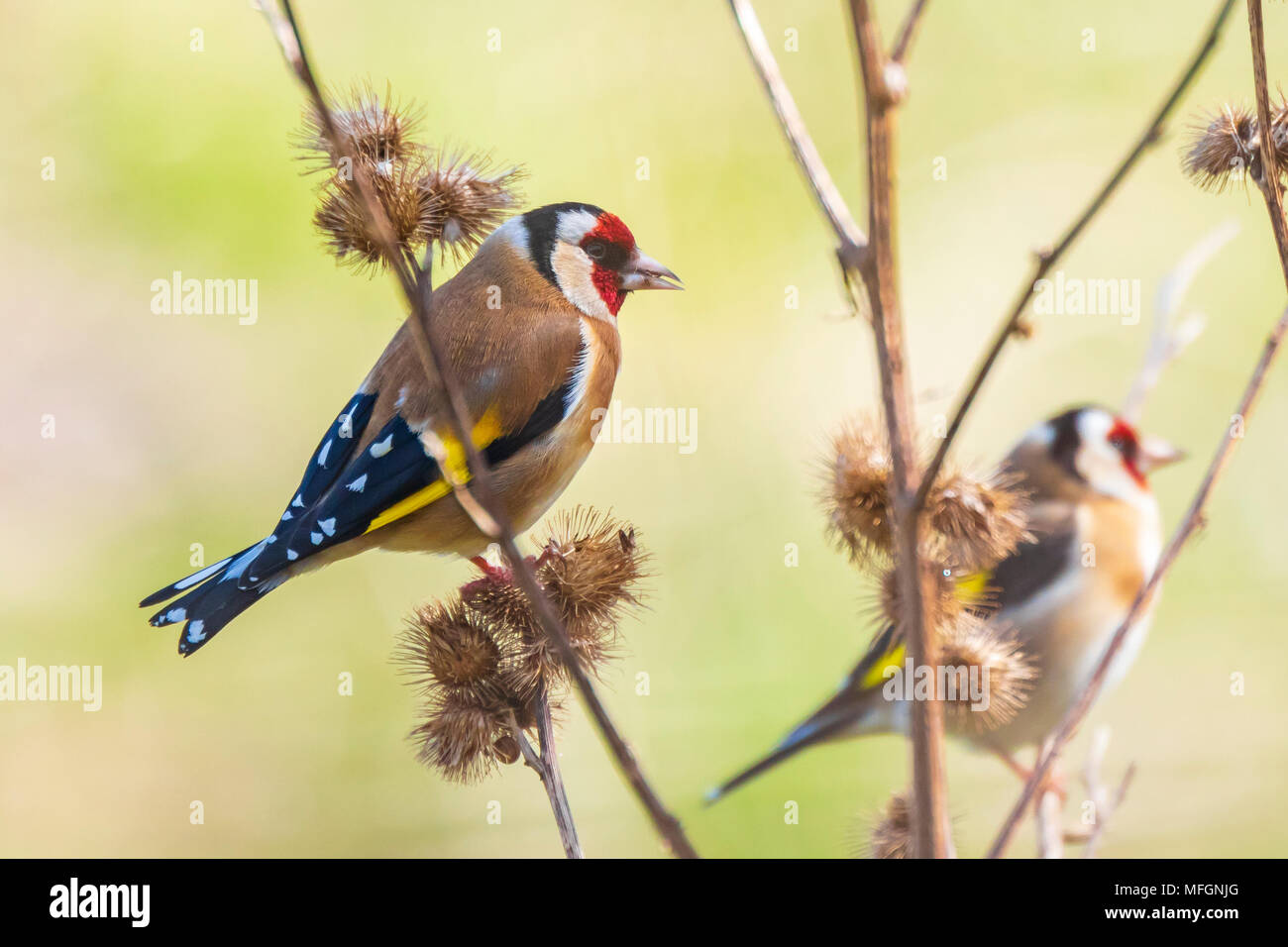 Europäische goldfinch Vogel, (Carduelis carduelis), thront, Ernährung und Fütterung Samen im Frühling Saison Stockfoto