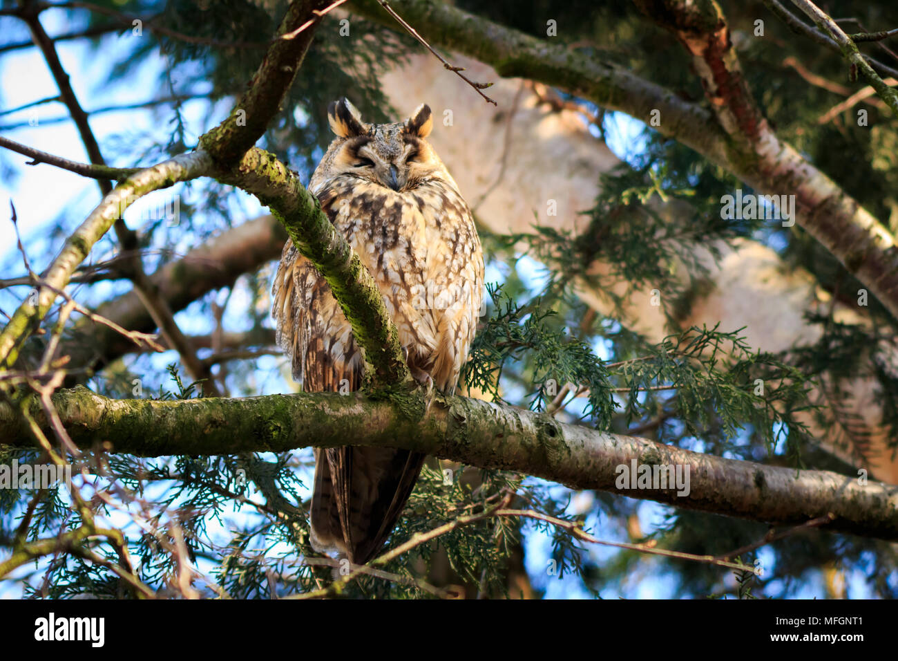 Lange eared owl (Asio otus) Raubvogel thront und in einen Baum mit Frühlingsfarben Kamera. Stockfoto