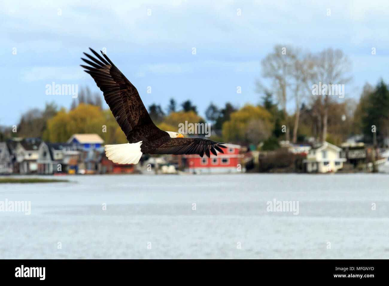Adler fliegen tief über den Fraser River. Stockfoto