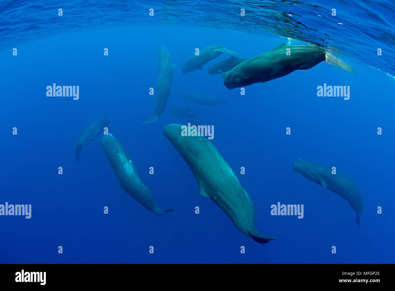Pod der Pottwal, Physeter macrocephalus, Verletzlich (IUCN), Dominica, Karibik, Atlantik. Foto unter ermöglichen. Stockfoto