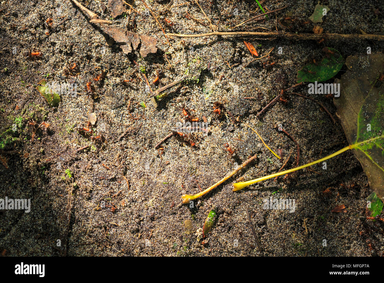 Red Ants zu Fuß auf dem Boden in einem Sunray von Licht in einen dunklen Wald. Stockfoto