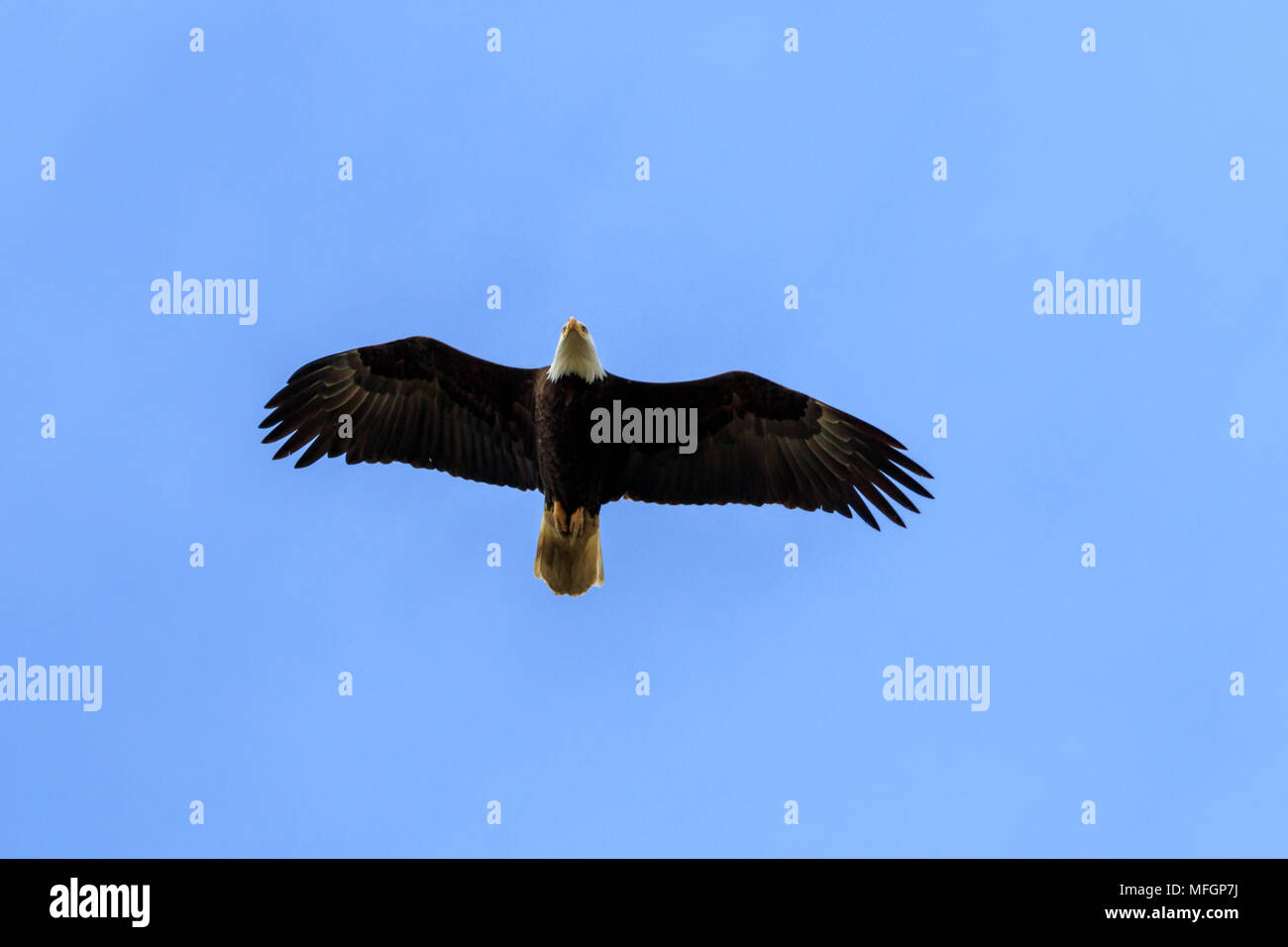 Adler fliegen vor blauem Himmel Hintergrund Stockfoto