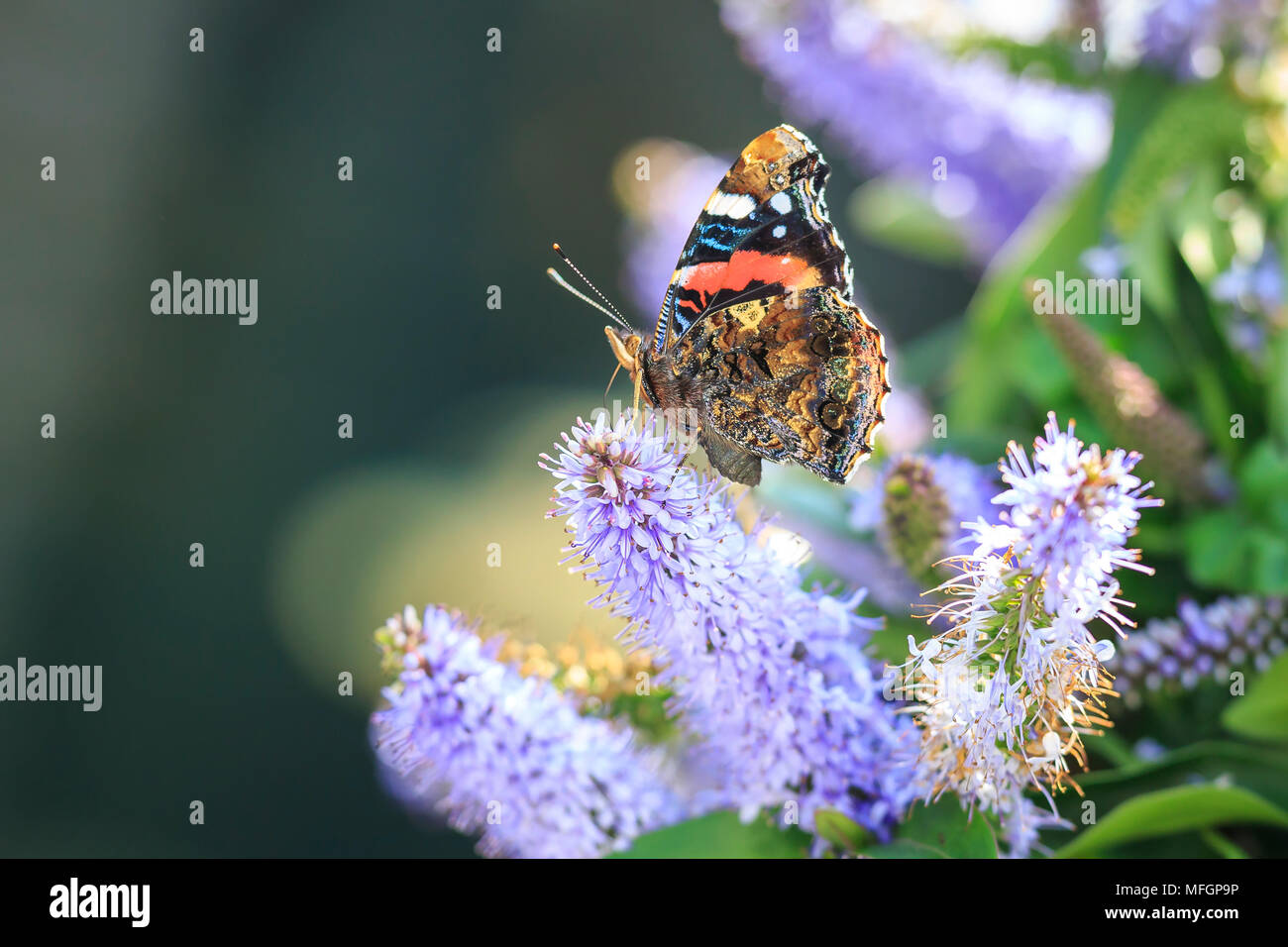 Red Admiral Schmetterling, Vanessa atalanta, Fütterung Nektar auf Lila Blume in einem Busch. Stockfoto