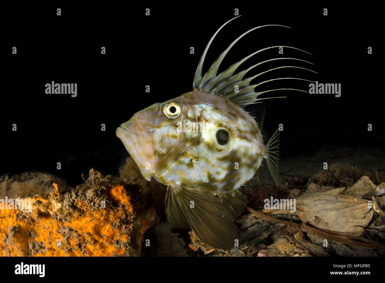 John Dory, Zeus Faber, Meeresschutzgebiet Punta Campanella, Massa Lubrense, Penisola Sorrentina, Costa Amalfitana, Italien, Tyrrhenische Meer, Mediterra Stockfoto