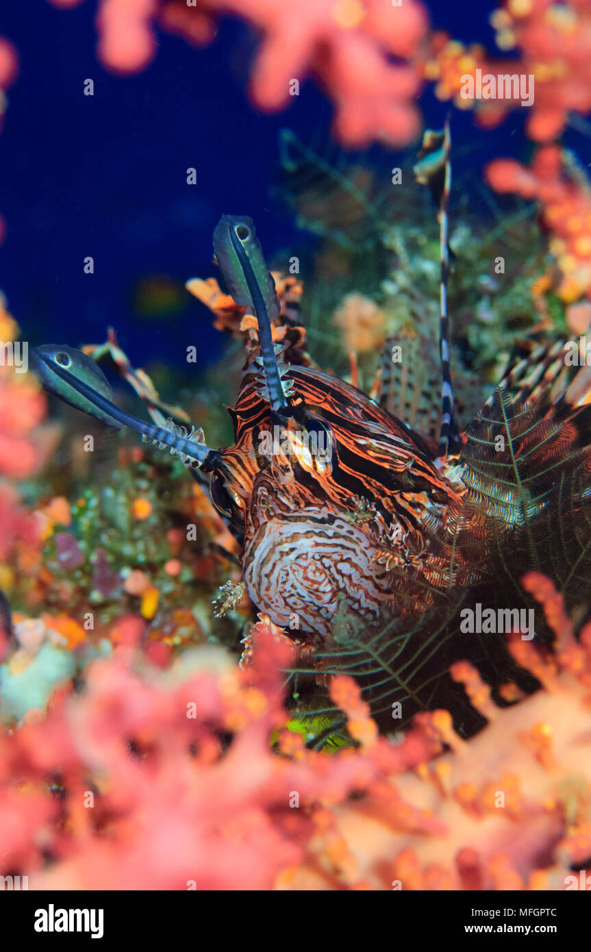 Gemeinsame: Pterois volitans Lionfish, unter Korallen ruhen, die Salomonen Stockfoto