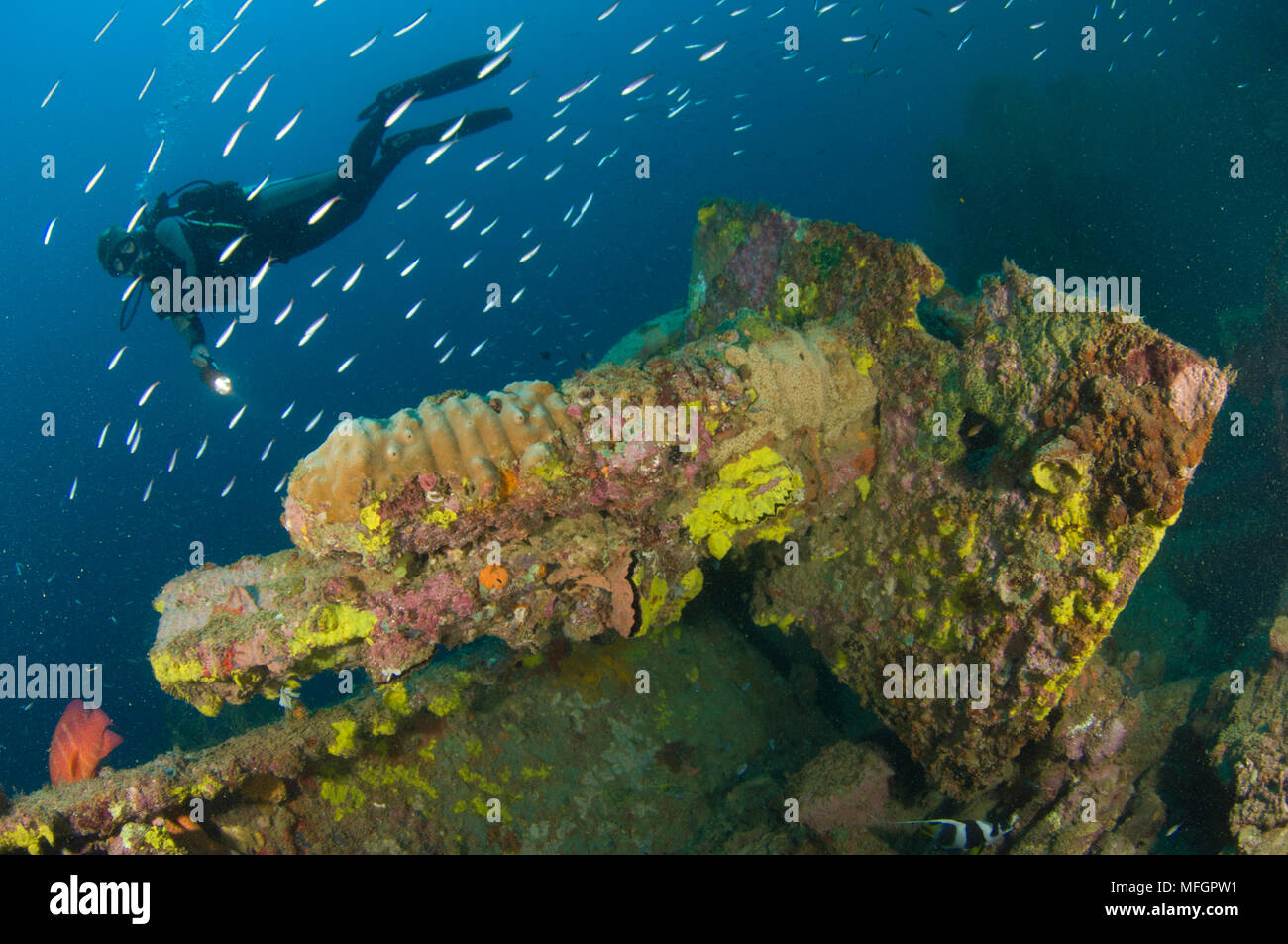 Ein Taucher sieht auf einem Feld Gewehr auf das Wrack eines japanischen Maru während des zweiten Weltkrieges gesunken, morovo Lagune, Salomonen Stockfoto