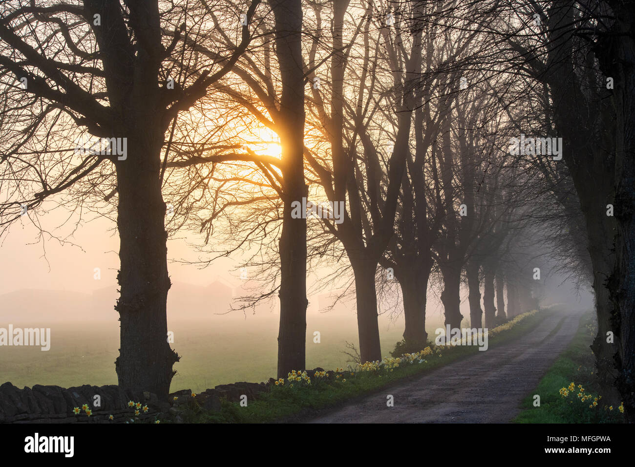Fagus. Buche, von Bäumen gesäumten Straße im frühen Morgennebel bei Sonnenaufgang. Silhouette. Oxfordshire, UK Stockfoto