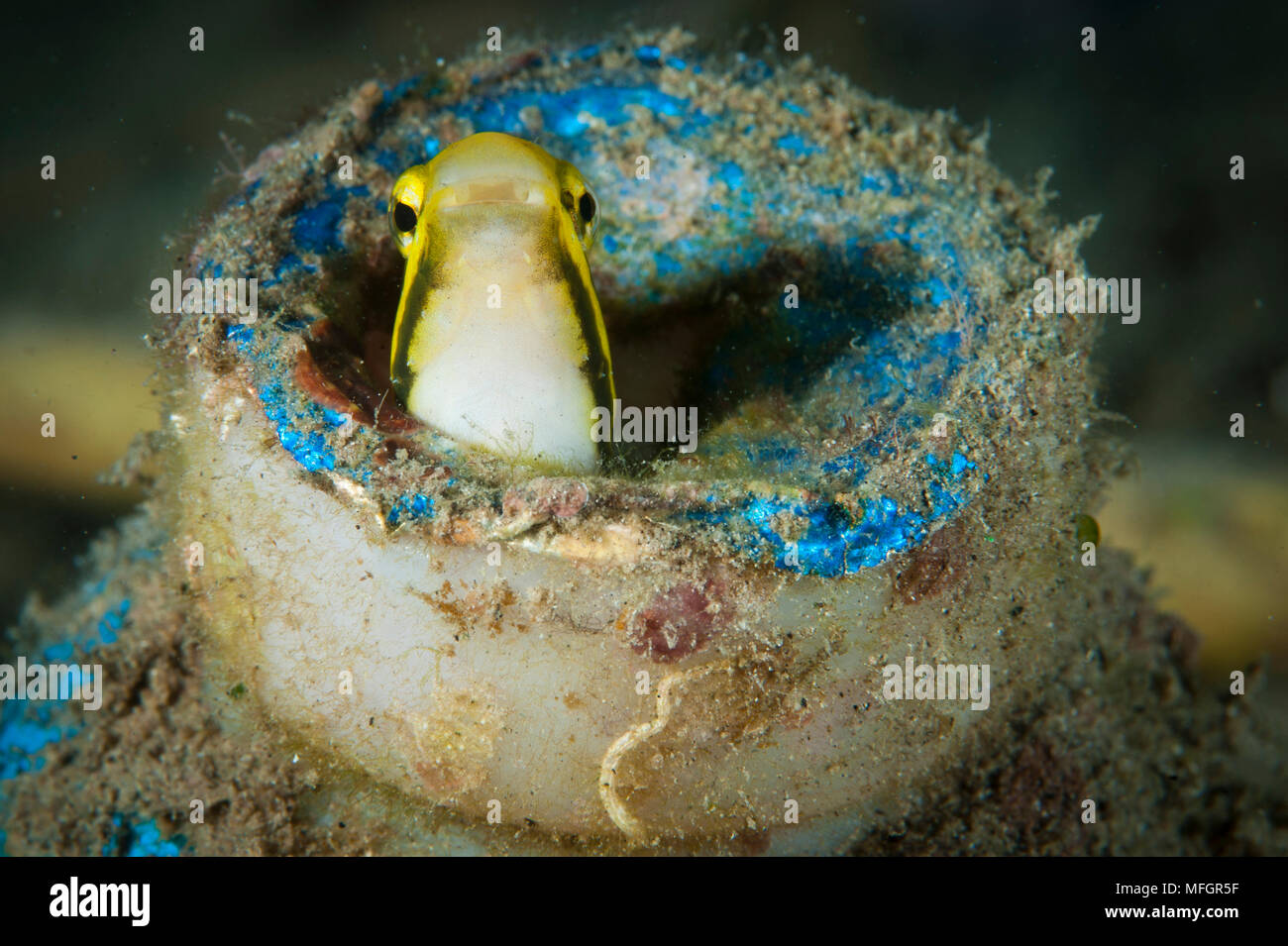 Shorthead sabretooth (fang) blenny: Petroscrites breviceps, PEERING von einem weggeworfenen Plastikflasche, Gorontalo, Indonesien Stockfoto